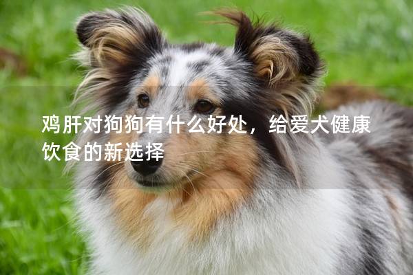 雞肝對狗狗有什么好處,給愛犬健康飲食的新選擇 雞肝對狗狗有什么好處,給愛犬健康飲食的新選擇