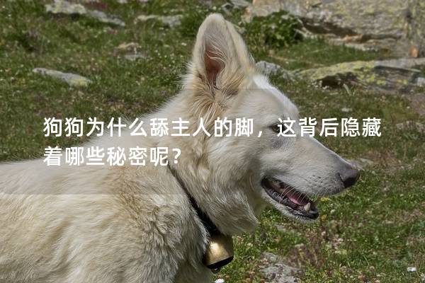 狗狗為什么舔主人的腳，這背后隱藏著哪些秘密呢？