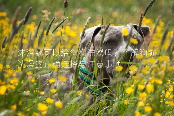 沐浴露可以給狗狗洗澡嗎？了解狗狗洗澡的正確選擇與注意事項