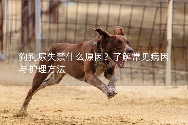 狗狗尿失禁什么原因？了解常見病因與護(hù)理方法