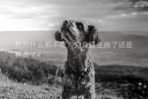 狗狗什么都不吃，究竟是生病了還是挑食了？