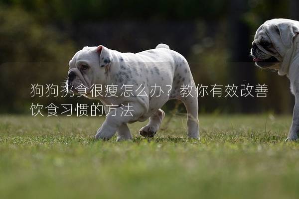 狗狗挑食很瘦怎么辦？教你有效改善飲食習慣的方法