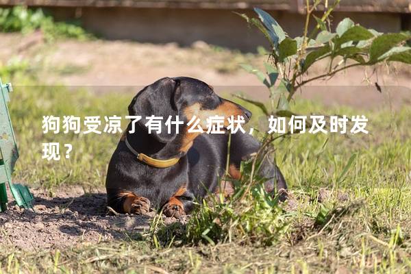 狗狗受涼了有什么癥狀,如何及時發現? 狗狗受涼了有什么癥狀,如何及時發現?