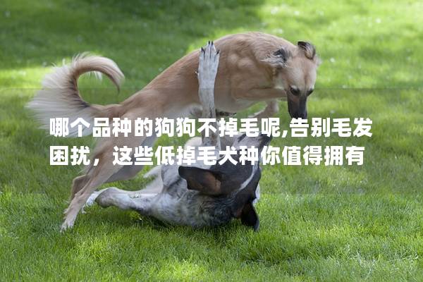 哪個品種的狗狗不掉毛呢,告別毛發困擾，這些低掉毛犬種你值得擁有