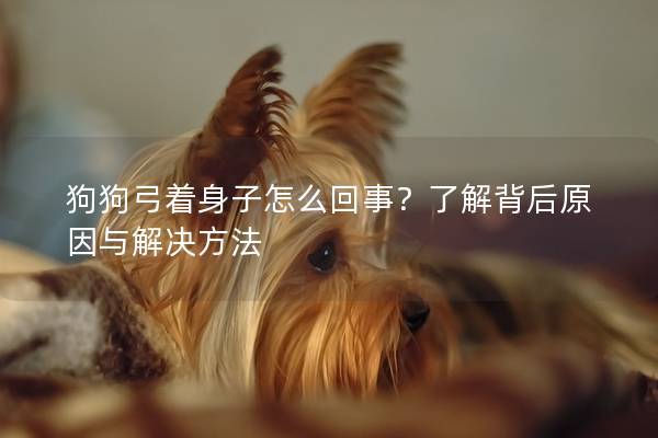 狗狗弓著身子怎么回事？了解背后原因與解決方法