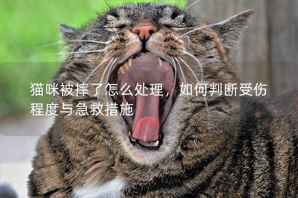 貓咪被摔了怎么處理，如何判斷受傷程度與急救措施