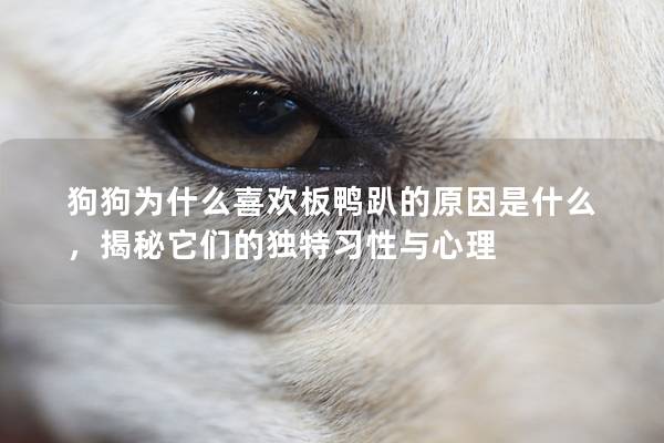 狗狗為什么喜歡板鴨趴的原因是什么，揭秘它們的獨特習性與心理