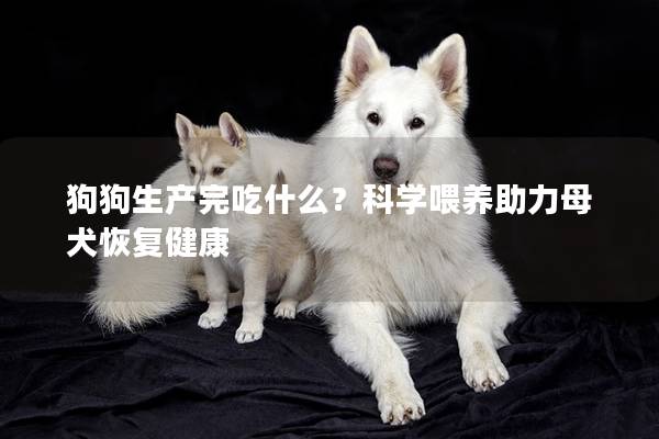 狗狗生產完吃什么？科學喂養助力母犬恢復健康