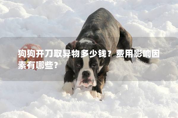 狗狗開刀取異物多少錢?費用影響因素有哪些? 狗狗開刀取異物多少錢?費用影響因素有哪些?