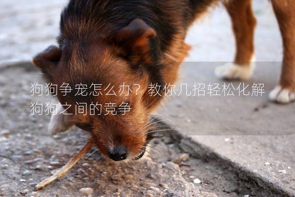 狗狗爭寵怎么辦？教你幾招輕松化解狗狗之間的競爭