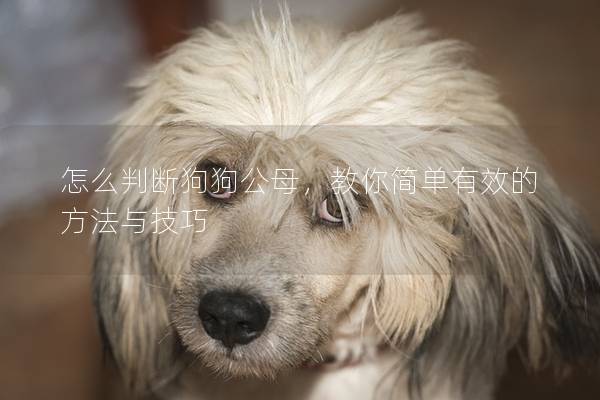 怎么判斷狗狗公母，教你簡單有效的方法與技巧