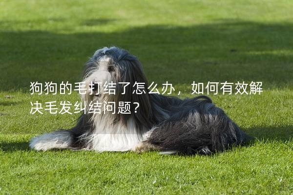 狗狗的毛打結了怎么辦，如何有效解決毛發糾結問題？