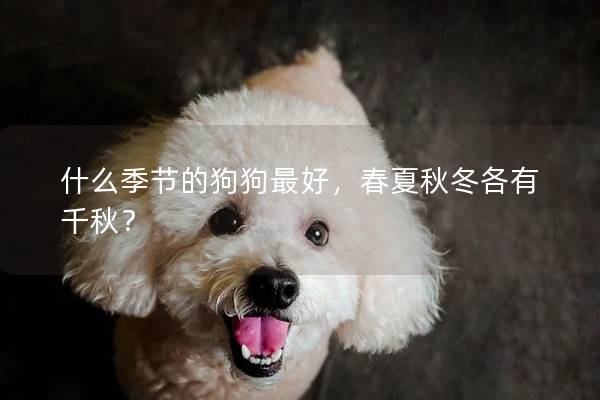 什么季節的狗狗最好,春夏秋冬各有千秋? 什么季節的狗狗最好,春夏秋冬各有千秋?