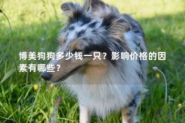 博美狗狗多少錢一只？影響價格的因素有哪些？
