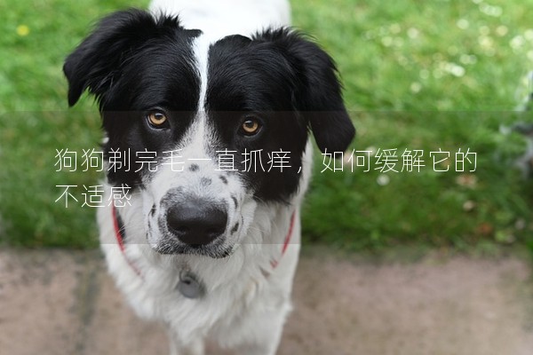狗狗剃完毛一直抓癢,如何緩解它的不適感 狗狗剃完毛一直抓癢,如何緩解它的不適感