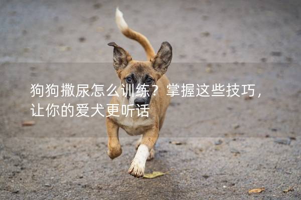 狗狗撒尿怎么訓(xùn)練？掌握這些技巧，讓你的愛犬更聽話