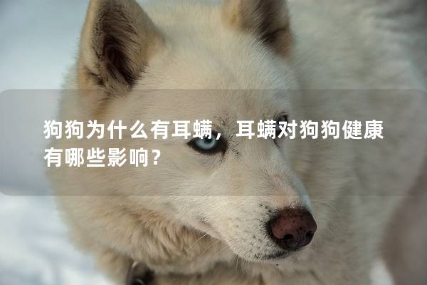 狗狗為什么有耳螨，耳螨對(duì)狗狗健康有哪些影響？