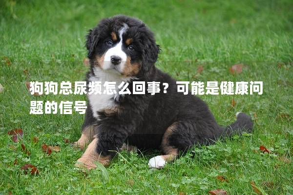 狗狗總尿頻怎么回事？可能是健康問題的信號