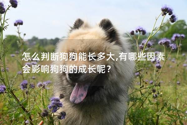 怎么判斷狗狗能長(zhǎng)多大,有哪些因素會(huì)影響狗狗的成長(zhǎng)呢？