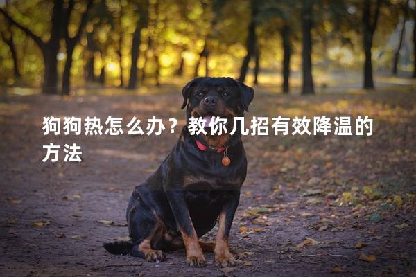 狗狗熱怎么辦？教你幾招有效降溫的方法