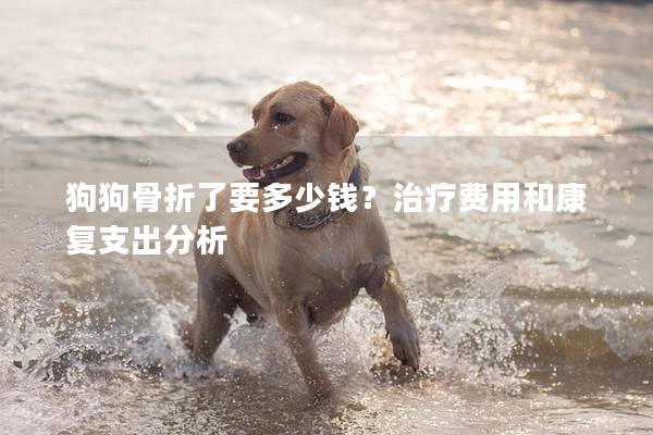 狗狗骨折了要多少錢？治療費用和康復支出分析