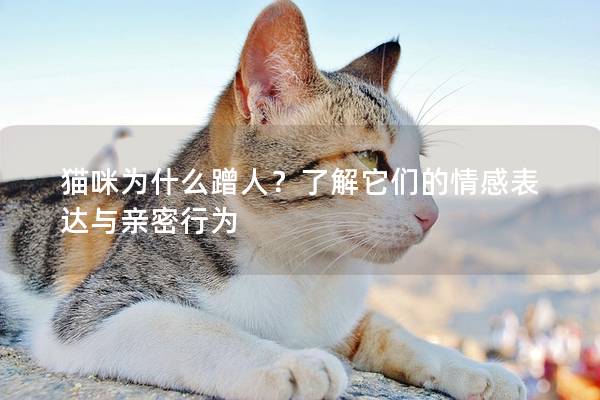 貓咪為什么蹭人？了解它們的情感表達(dá)與親密行為