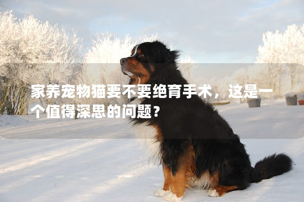 家養寵物貓要不要絕育手術，這是一個值得深思的問題？