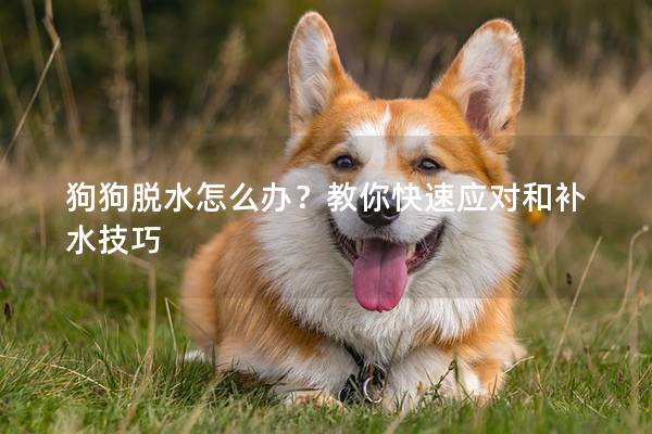 狗狗脫水怎么辦？教你快速應對和補水技巧