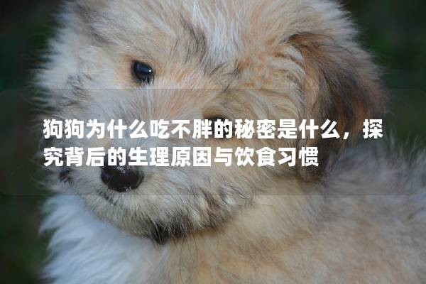 狗狗為什么吃不胖的秘密是什么，探究背后的生理原因與飲食習(xí)慣