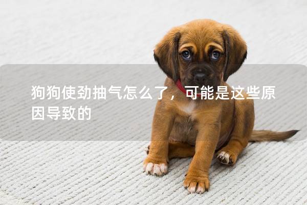 狗狗使勁抽氣怎么了，可能是這些原因導致的
