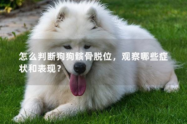 怎么判斷狗狗髕骨脫位，觀察哪些癥狀和表現？