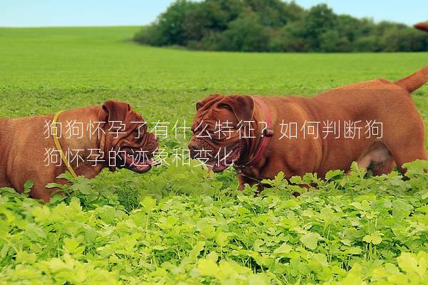 狗狗懷孕了有什么特征？如何判斷狗狗懷孕的跡象和變化