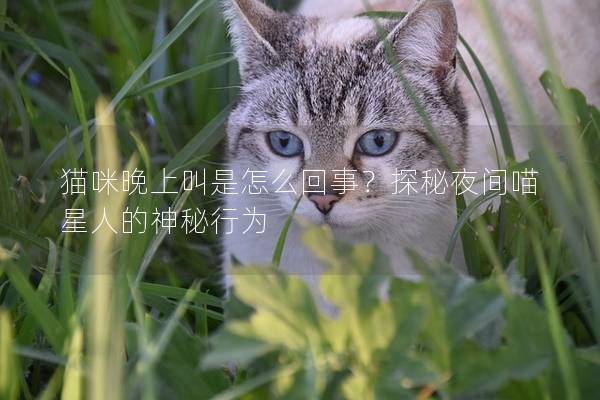 貓咪晚上叫是怎么回事？探秘夜間喵星人的神秘行為