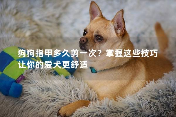 狗狗指甲多久剪一次?掌握這些技巧讓你的愛犬更舒適 狗狗指甲多久剪一次?掌握這些技巧讓你的愛犬更舒適