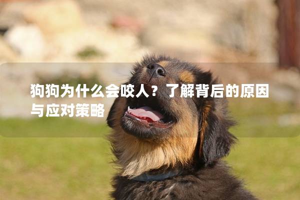 狗狗為什么會咬人？了解背后的原因與應對策略