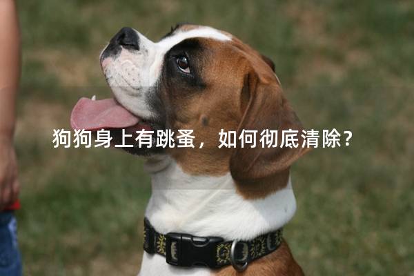 狗狗身上有跳蚤，如何徹底清除？