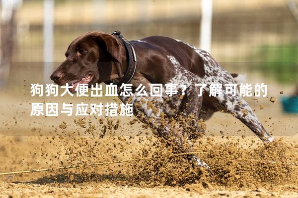 狗狗大便出血怎么回事？了解可能的原因與應對措施