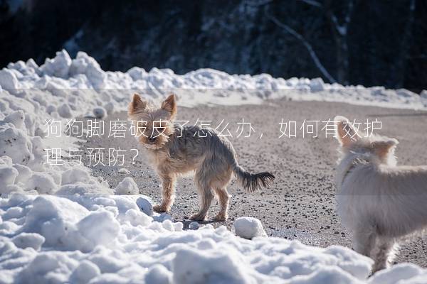 狗狗腳磨破皮了怎么辦，如何有效護理與預防？