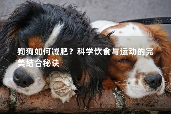 狗狗如何減肥?科學(xué)飲食與運(yùn)動(dòng)的完美結(jié)合秘訣 狗狗如何減肥?科學(xué)飲食與運(yùn)動(dòng)的完美結(jié)合秘訣