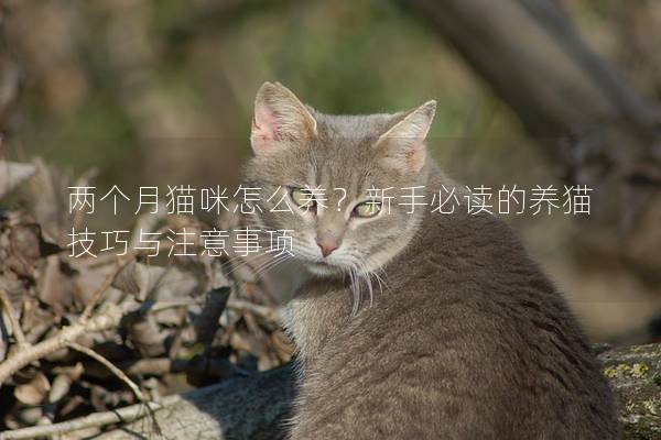 兩個月貓咪怎么養？新手必讀的養貓技巧與注意事項
