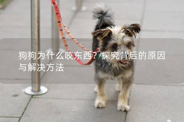 狗狗為什么咬東西？探究背后的原因與解決方法