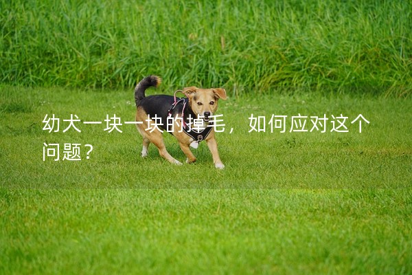 幼犬一塊一塊的掉毛，如何應對這個問題？