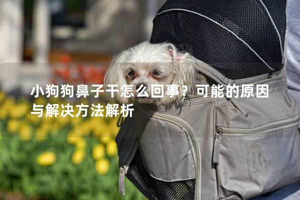 小狗狗鼻子干怎么回事？可能的原因與解決方法解析