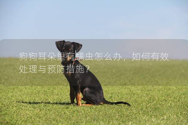狗狗耳朵里有螨蟲怎么辦，如何有效處理與預防措施？