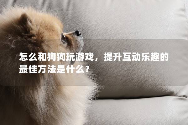 怎么和狗狗玩游戲，提升互動樂趣的最佳方法是什么？