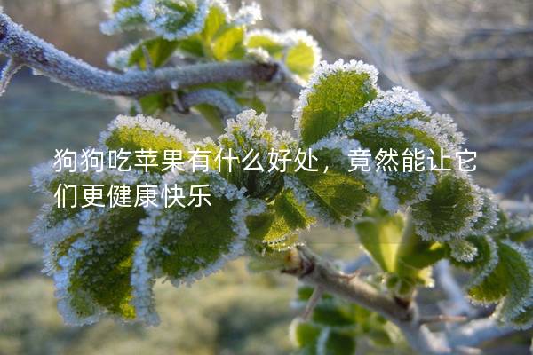 狗狗吃蘋(píng)果有什么好處，竟然能讓它們更健康快樂(lè)