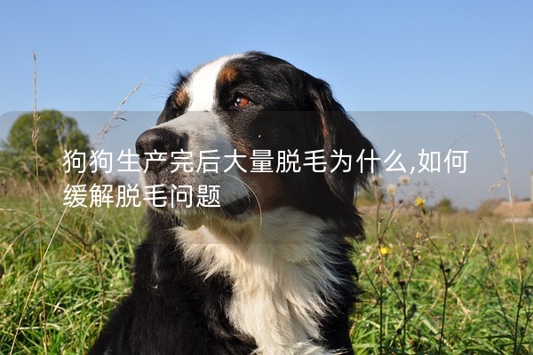 狗狗生產完后大量脫毛為什么,如何緩解脫毛問題