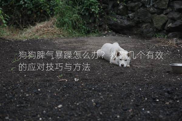 狗狗脾氣暴躁怎么辦?教你幾個有效的應對技巧與方法 狗狗脾氣暴躁怎么辦?教你幾個有效的應對技巧與方法