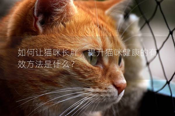 如何讓貓咪長胖，提升貓咪健康的有效方法是什么？