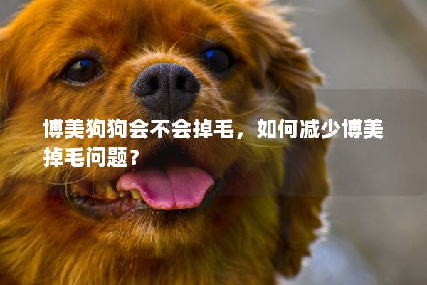 博美狗狗會不會掉毛，如何減少博美掉毛問題？